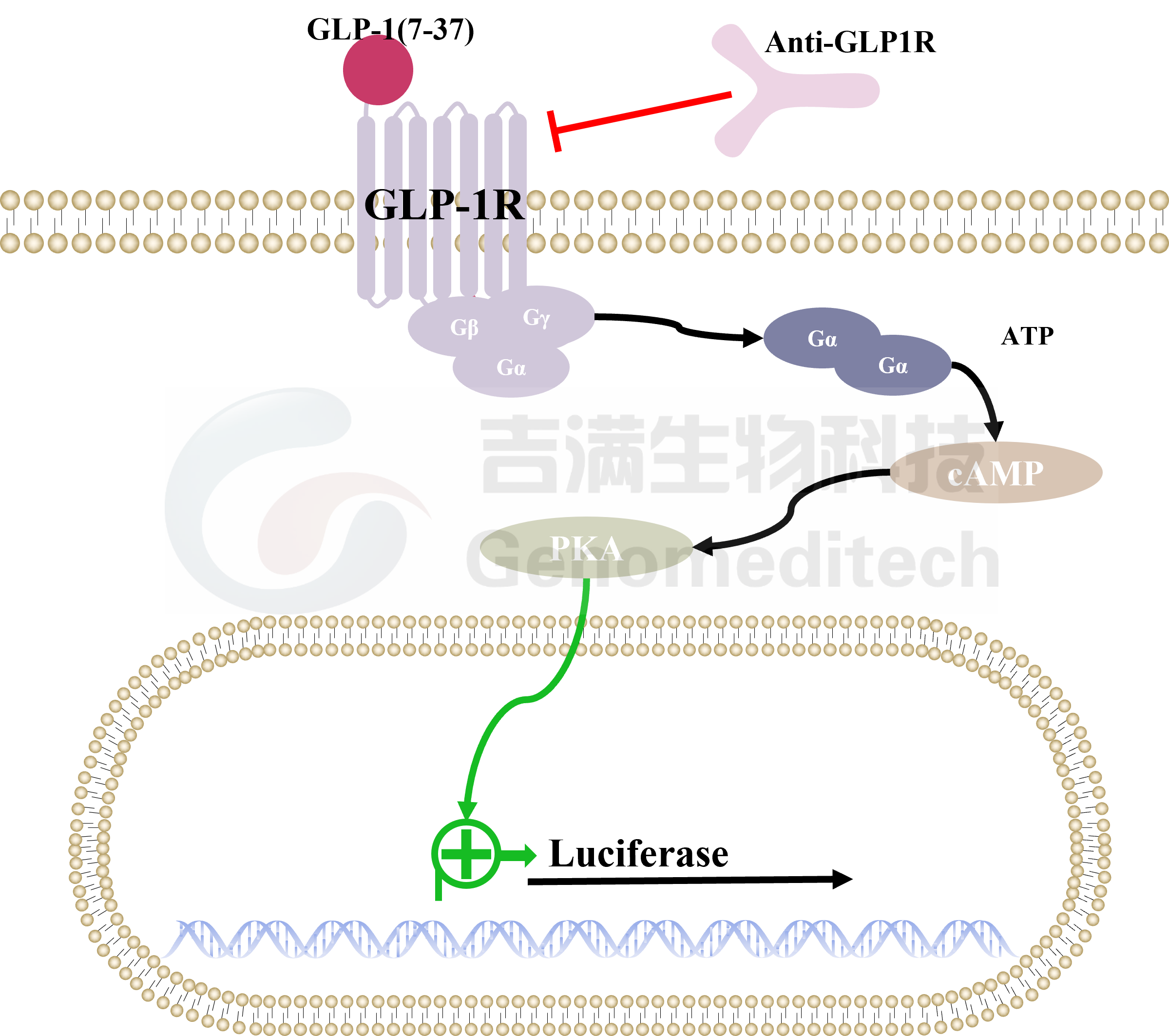 GLP1R信号通路.png