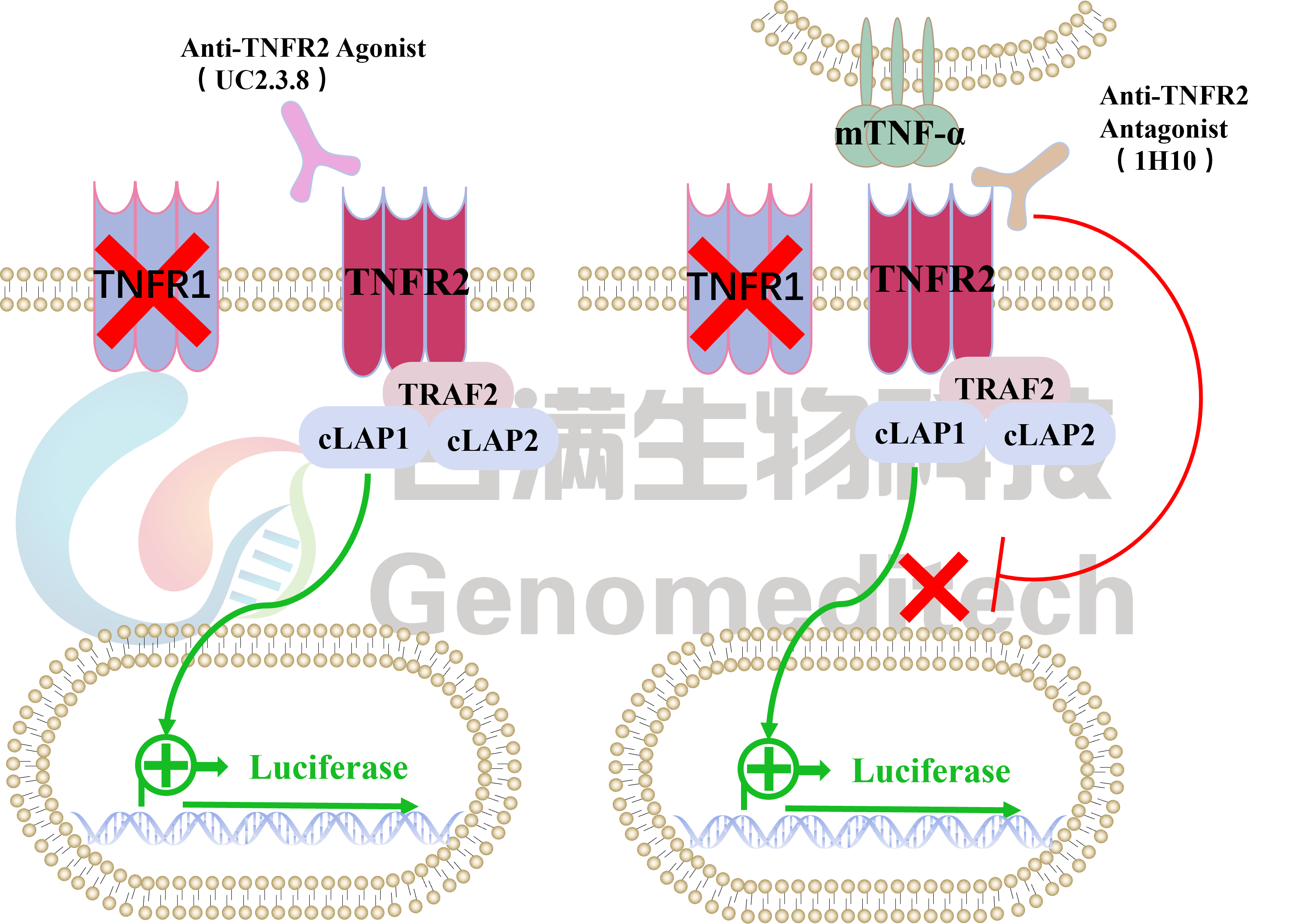 H_TNFR2 Reporter V2 Cell Line信号通路图.png