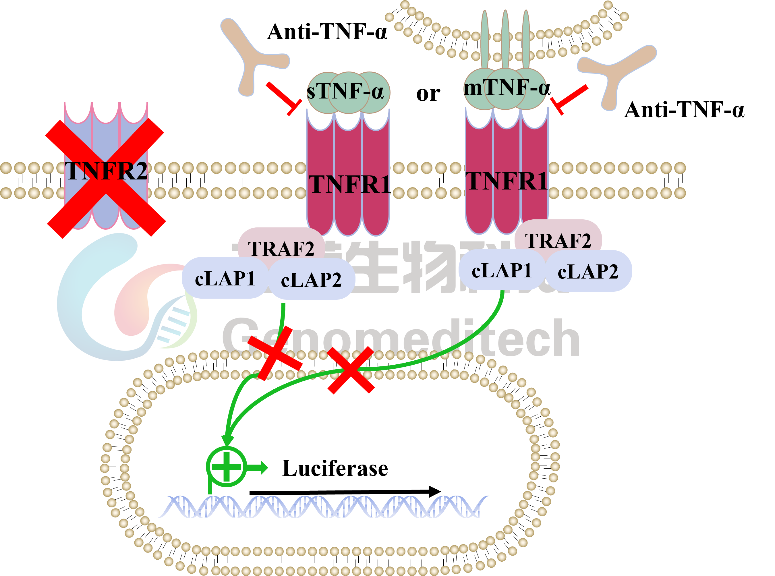 GM-C27615信号通路图.png