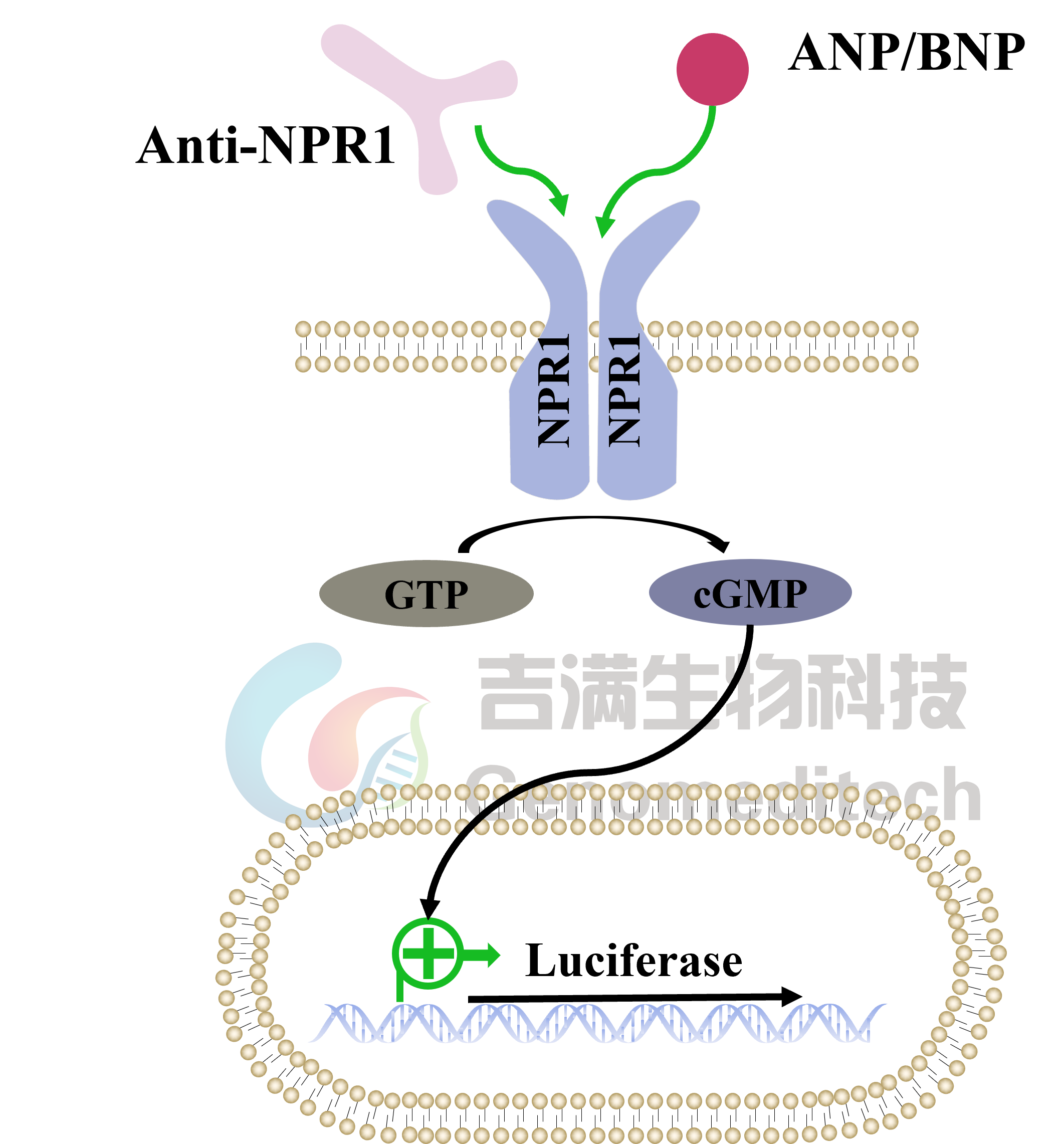 GM-C34551信号通路图.png