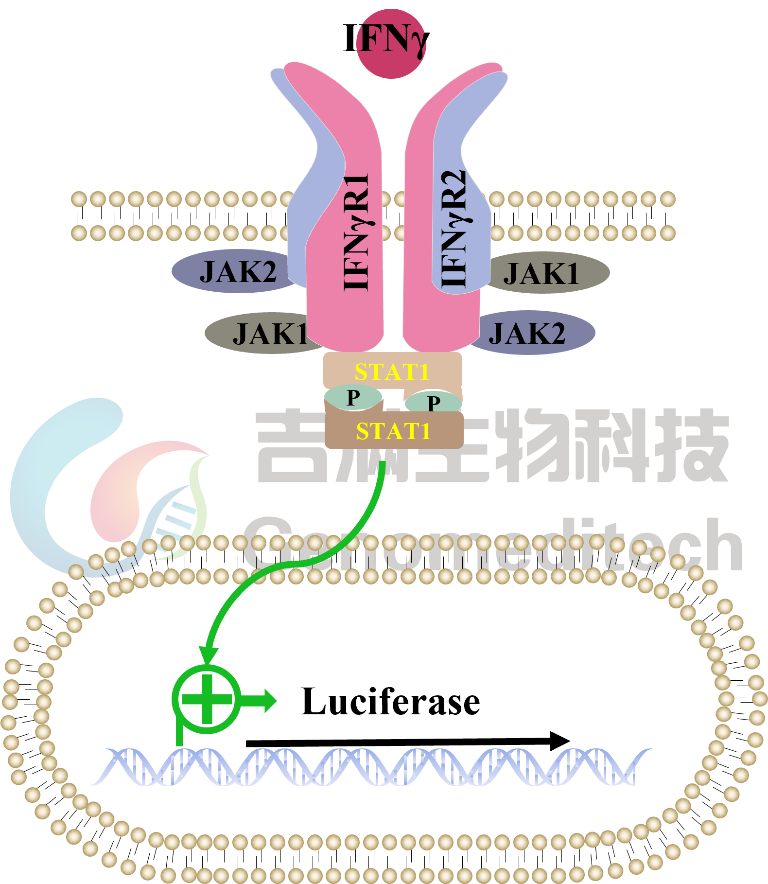 信号通路图.png