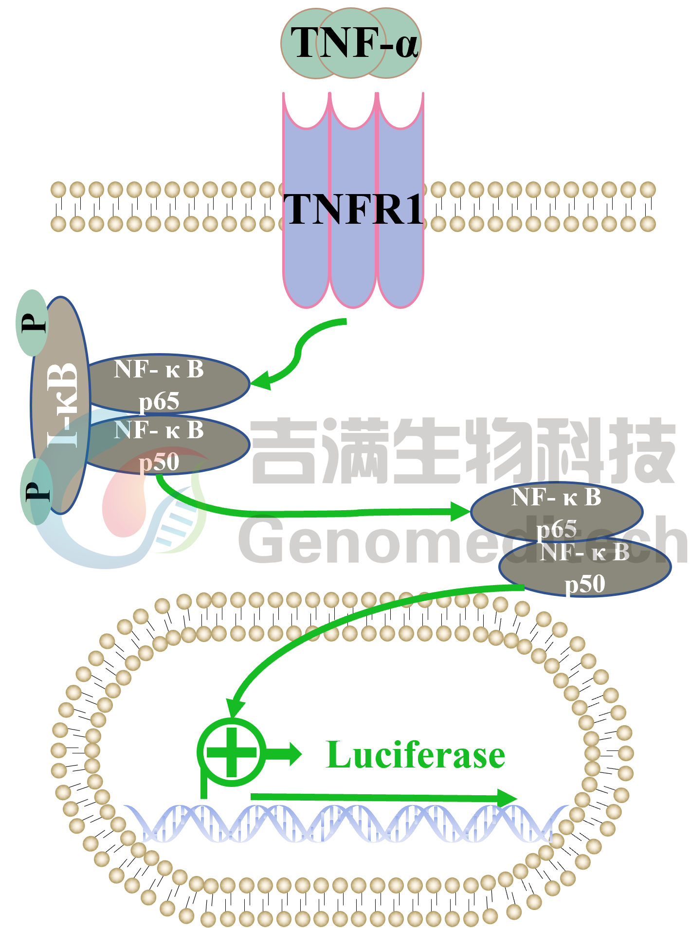 NFKB信号通路图.png