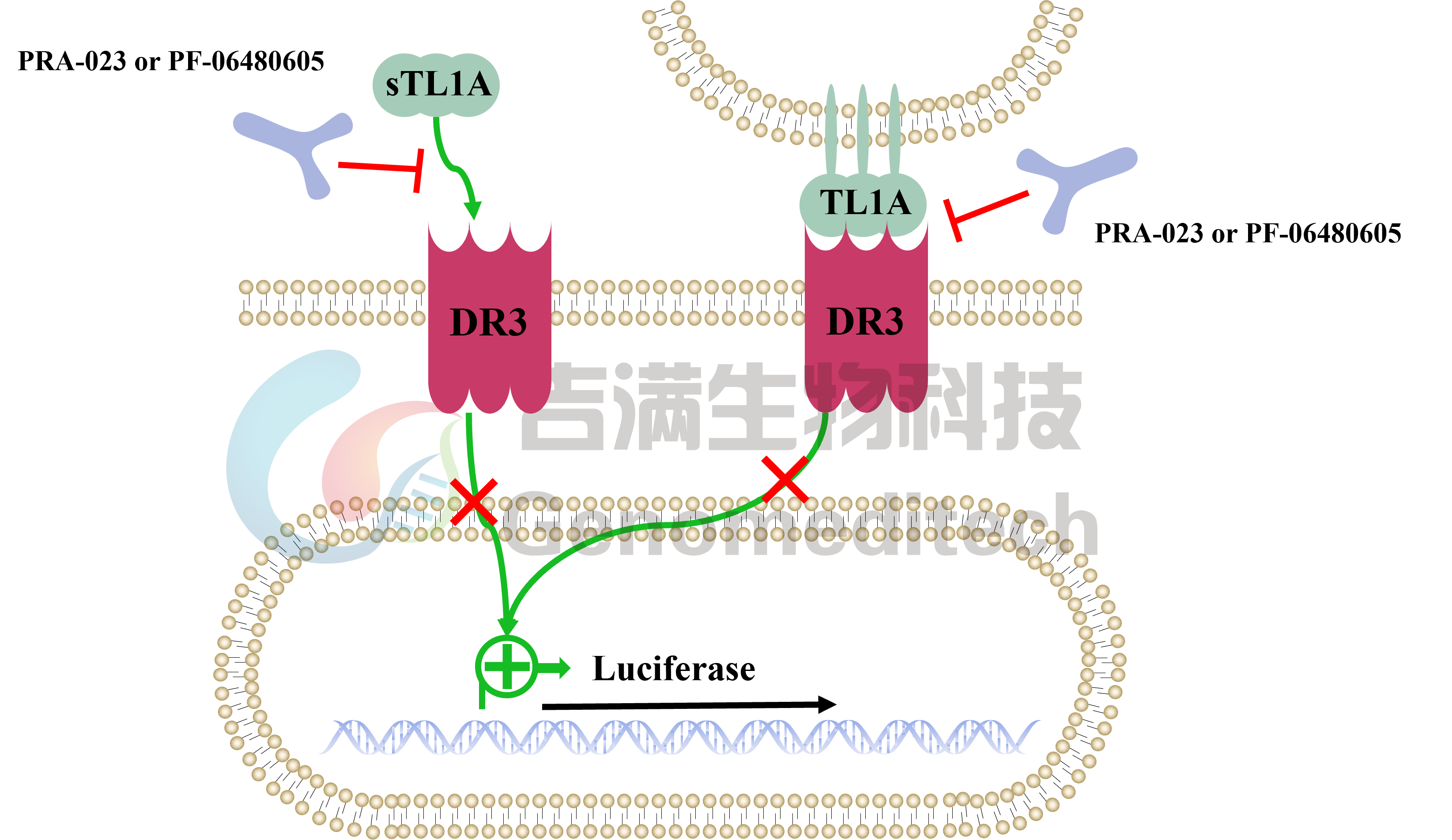 GM-C30289信号通路图.png