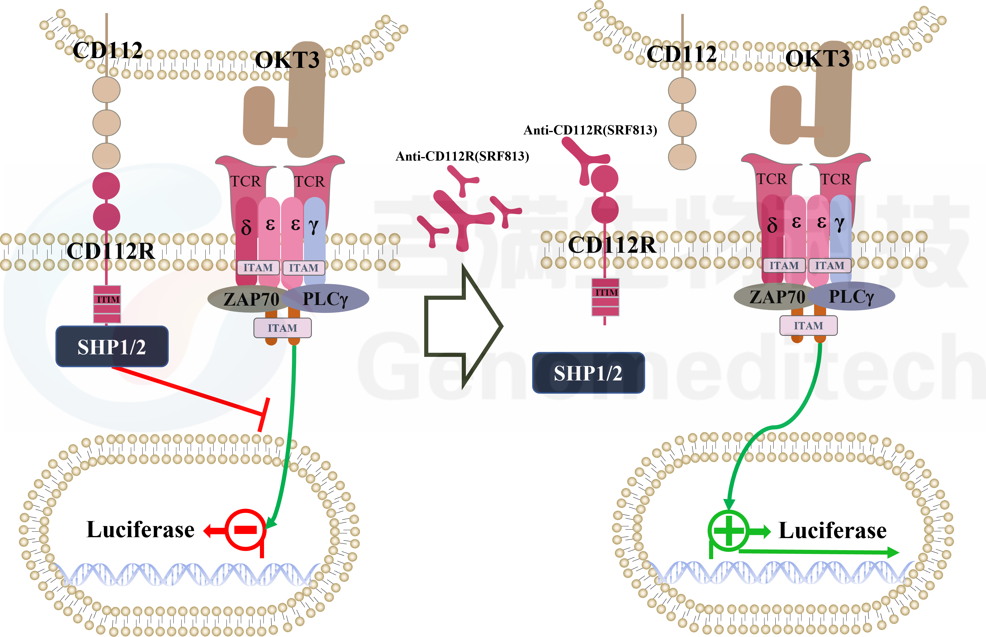 CD112R信号通路.png