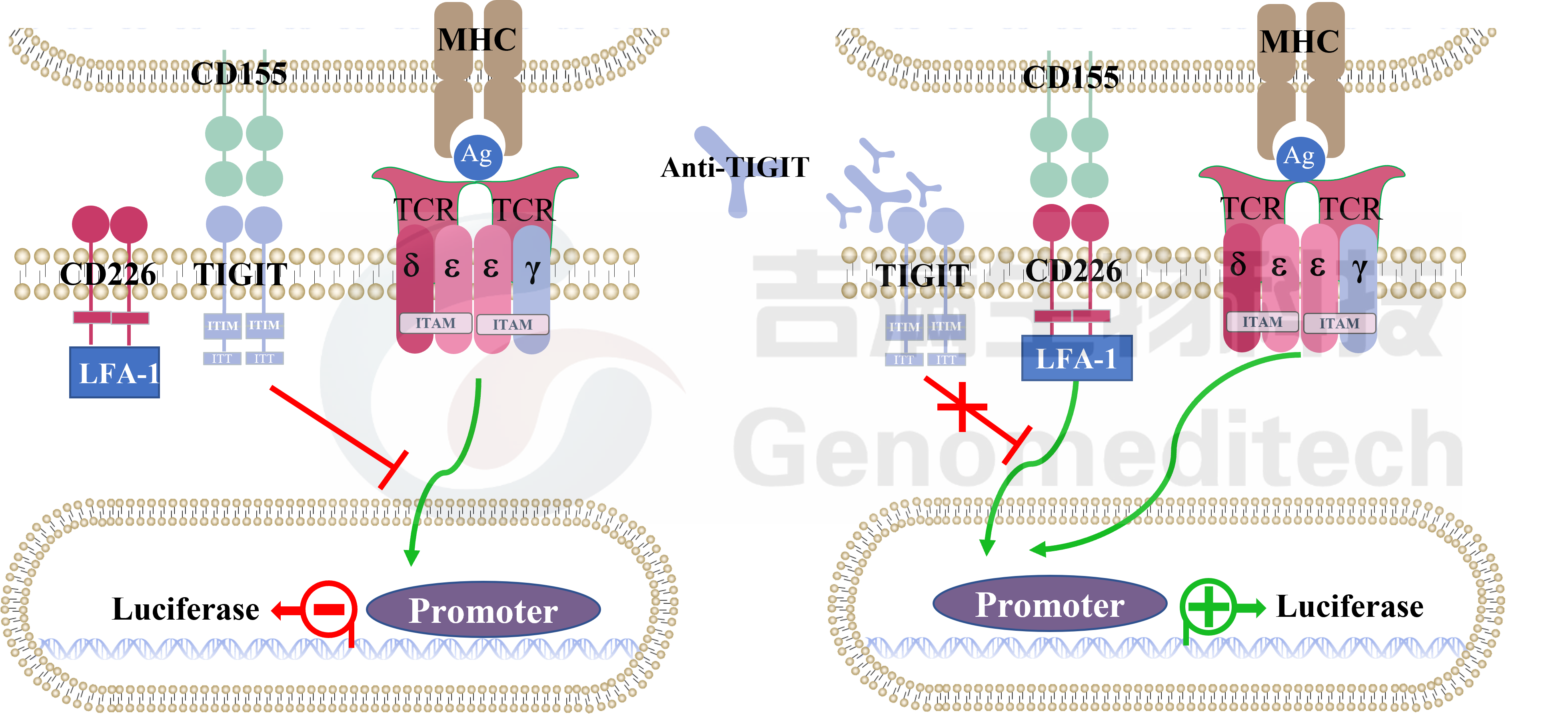 H_TIGIT;CD155 信号通路.png