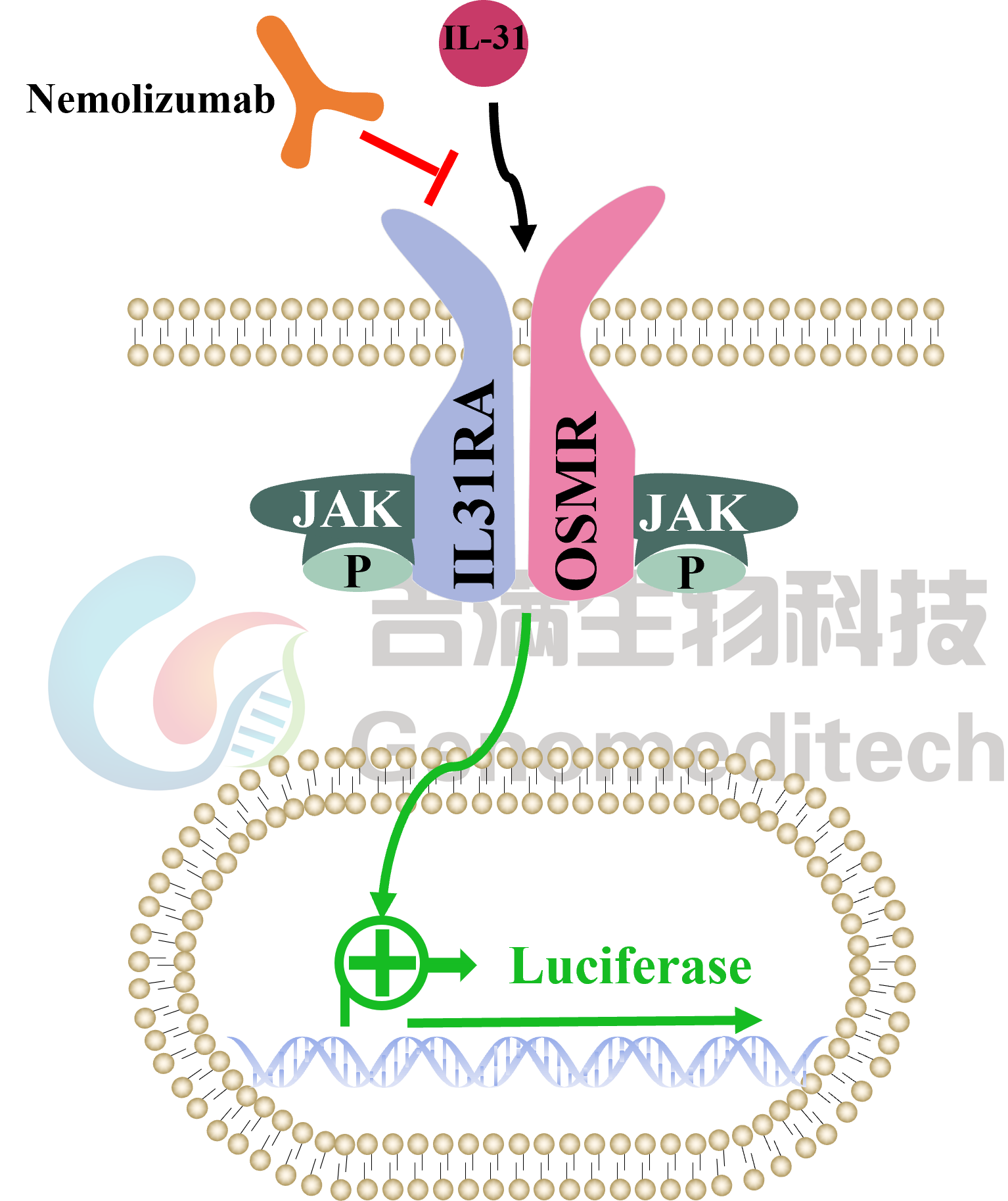 GM-C38785信号通路图.png