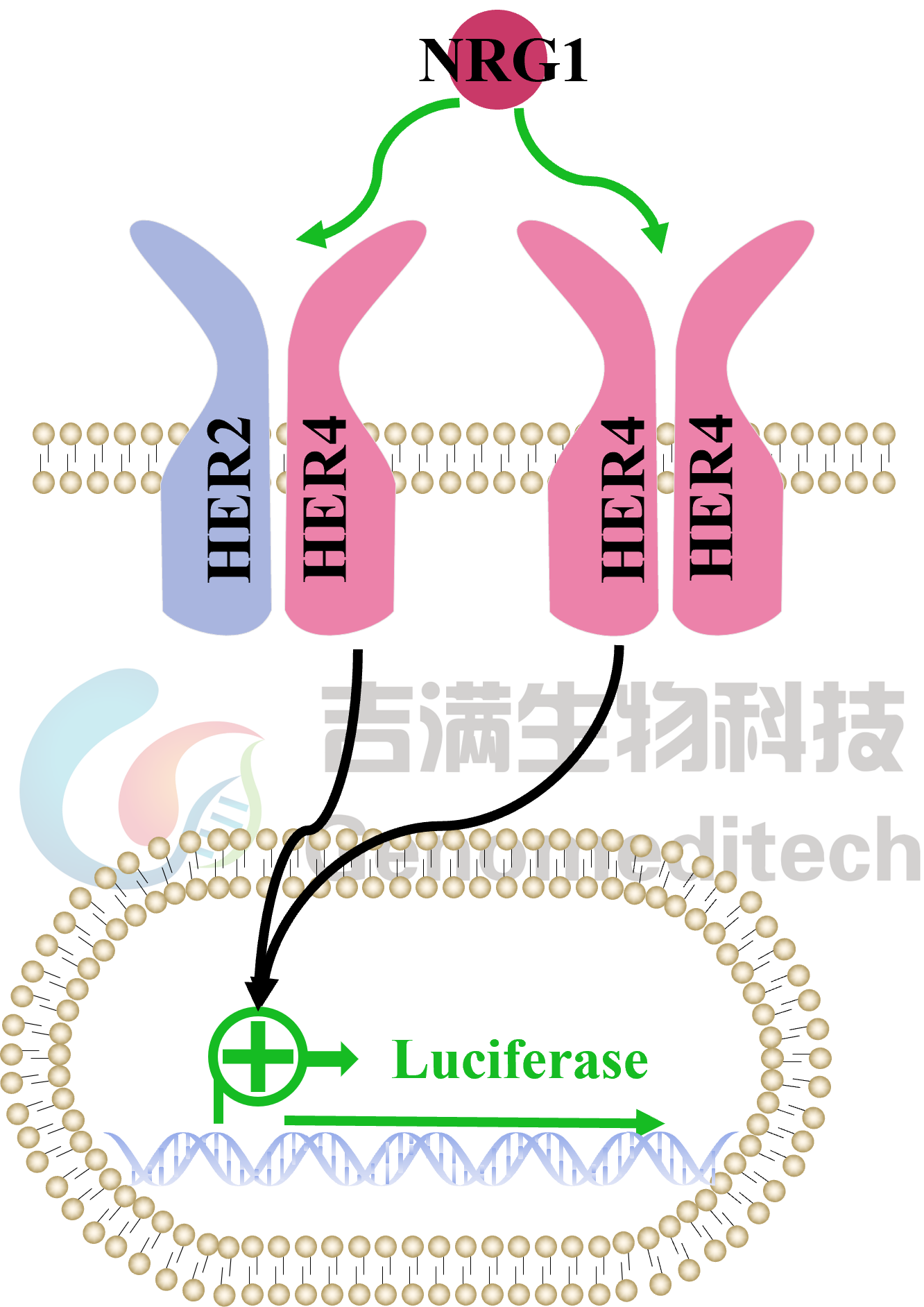 GM-C34194信号通路图.png