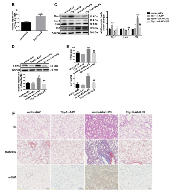 /ueditor/image/20251031/1761875584453192/ed382dc74498f8a91476d481452a5da0.png baf8345030d0a5fb32971eee39386f2f.png